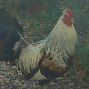 Meet your Posher, Peter